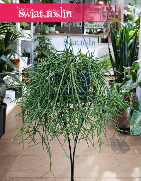 Rypsalis Heteroclada, Rhipsalis Heteroclada