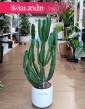 Euphorbia Triangularis, Wilczomlecz Trójkątny