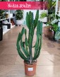 Euphorbia Triangularis, Wilczomlecz Trójkątny do  kupienia ze sklepu Świat Roślin z dostawą w całym Kraju