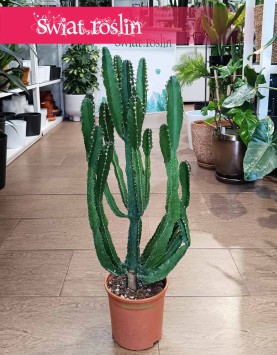 Euphorbia Triangularis w najlepszej cenie i jakości z dostawą w caałym Kraju, Wilczomlecz Trójkątny