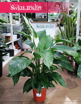 Skrzydłokwiat Sweet Lauretta oczyszczająca powietrze roślina do restauracji do kawiarni do biur, Spathiphyllum Sweet Lauretta