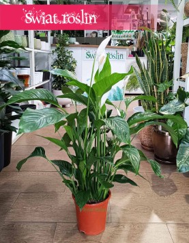 Skrzydłokwiat Sweet Lauretta, Spathiphyllum Sweet Lauretta do kupienia w sklepie internetowym online z dostawą