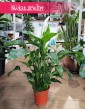 Skrzydłokwiat Sweet Lauretta, Spathiphyllum Sweet Lauretta do kupienia w sklepie internetowym online z dostawą