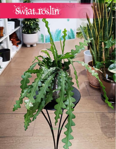 Epifyllum Anguliger, Kaktus Tropikalny, Epiphyllum Anguliger