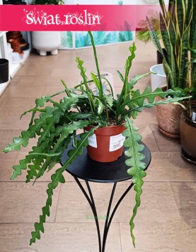 Epifyllum Anguliger wysyła ze  sklepu interentowego online, Kaktus Tropikalny, Epiphyllum Anguliger