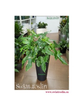 Philodendron Green Dragon, Filodendron Dragon, Philodendron Dragon. sklep online z roślinami, sklep internetowy