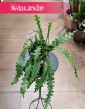 Epifyllum Anguliger kup w sklepie stacjonarnym w Krakowie lub z dostawą, Kaktus Tropikalny, Epiphyllum Anguliger