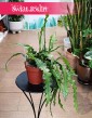 Epifyllum Anguliger, Kaktus Tropikalny, Epiphyllum Anguligersklep online internetowy z dostawą
