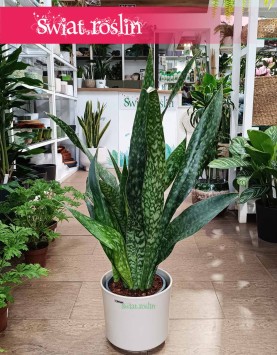 Sansevieria Jamaiquina, Sansewieria Jamajka-Jamaika Jamaiquina