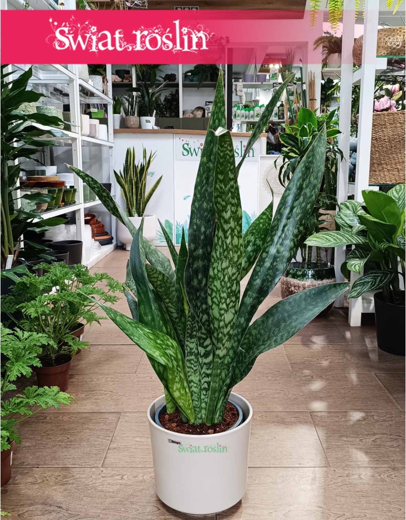 Sansevieria Jamaiquina, Sansewieria Jamajka-Jamaika Jamaiquina