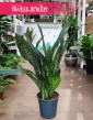 Sansevieria Jamaiquina łatwa w uprawie oczyszczająca powietrze z dostawą, Sansewieria Jamajka-Jamaika Jamaiquina