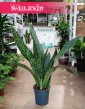 Sansevieria Jamaiquina sklep internetowy online, Sansewieria Jamajka-Jamaika Jamaiquina najlepsza cena
