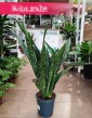 Sansevieria Jamaiquina do kupienia w sklepie internetowym online z dostawą, Sansewieria Jamajka-Jamaika Jamaiquina