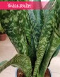 Sansevieria Jamaiquina sklep online z dostawą w najlepszej cenie i jakości, Sansewieria Jamajka-Jamaika Jamaiquina