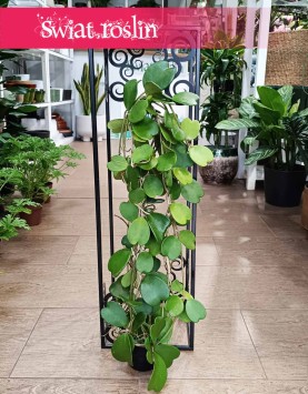 Duża Hoja Kerrii, Duża Hoya Kerrii
