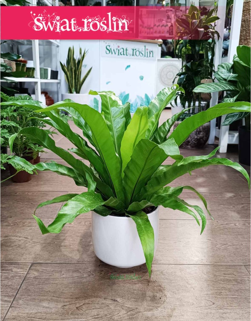 Asplenium Antiquum, Zanokcica