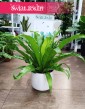 Asplenium Antiquum, Zanokcica