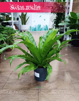 Asplenium Antiquum rosliny doniczkowe z dostawą w całym kraju zamówienia online, Zanokcica