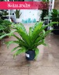 Asplenium Antiquum rosliny doniczkowe z dostawą w całym kraju zamówienia online, Zanokcica