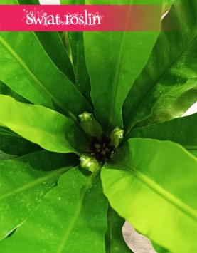 Asplenium Antiquum łatwa w uprawie paprć oczyszczająca powietrze z dostawą i zamówieniem online, Zanokcica