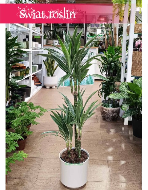 Dracaena Warnecki, Dracena Warnecki