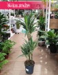 Dracaena Warnecki, Dracena Warnecki sklep z dracenami online internetowy wysyłka roślin