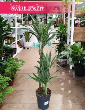 Dracaena Warnecki sklep z roślinami w krakowie w najlepszej cenie i jakości, Dracena Warnecki