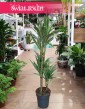 Dracaena Warnecki, Dracena Warnecki modna roślina do mieszkania do domu do biura do firmy