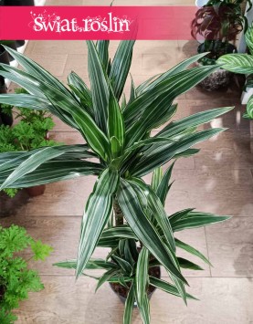 Dracaena Warnecki, Dracena Warnecki do kupienia w Krakowie w sklepie internetowym online