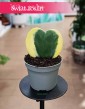 Hoja Kerrii Variegata liść serce, Hoya Roślina Sercowata Hearts Variegata