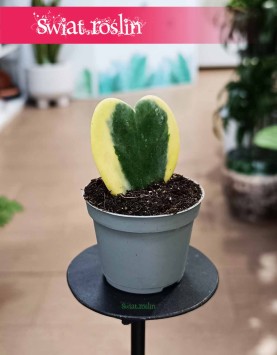 Hoja Kerrii Variegata liść serce sklep internetowy online z dostawą w całej Polsce, Hoya Hearts Variegata