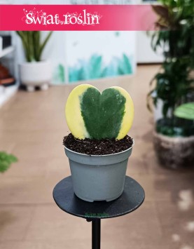 Hoja Kerrii Variegata liść serce do kupienia w Krakowie w Świat roślin z dostawą online, Hoya Hearts Variegata