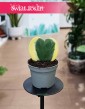 Hoja Kerrii Variegata liść serce do kupienia w Krakowie w Świat roślin z dostawą online, Hoya Hearts Variegata