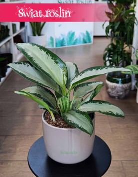 Aglaonema Silver Blue, Aglonema Silver Blue