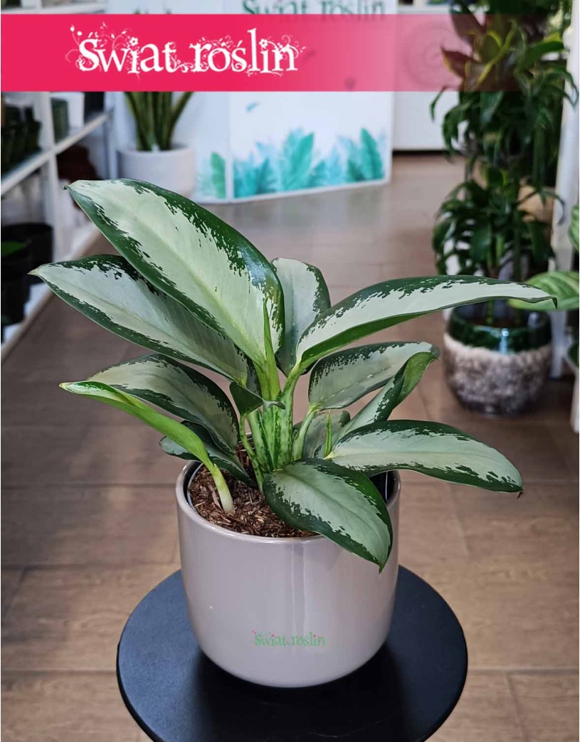 Aglaonema Silver Blue, Aglonema Silver Blue