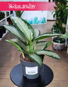 Aglaonema Silver Blue, Aglonema Silver Blue sklep w Krakowie z roślinami