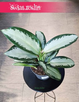 Aglaonema Silver Blue, Aglonema Silver Blue skelp z roślinami internetowy online wysyłka