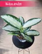 Aglaonema Silver Blue, Aglonema Silver Blue skelp z roślinami internetowy online wysyłka