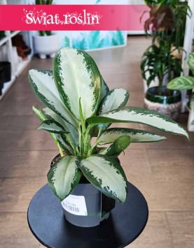 Aglaonema Silver Blue w najlepszej cenie i jakości z dostawą w całej Polsce, Aglonema Silver Blue,