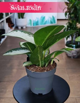 Aglaonema Silver Blue sklep online internetowy z dostawą w całym kraju, Aglonema Silver Blue