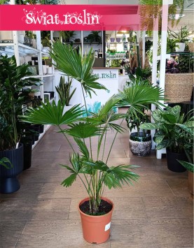 Palma Okrągłolistna w najlepszej cenie i jakości z dostawą w cąłym kraju, Livistona Rotundifolia