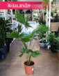 Palma Okrągłolistna w najlepszej cenie i jakości z dostawą w cąłym kraju, Livistona Rotundifolia