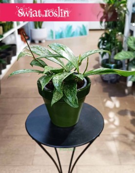 Hoja Pubicalyx Splash, Hoya Pubicalyx Splash