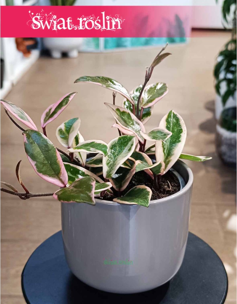 Hoya Flamingo Dream, Hoya Flamingo Dream