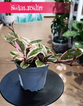 Hoya Flamingo Dream sklep internetowy online z dostawą w całej Polsce, Hoya Flamingo Dream