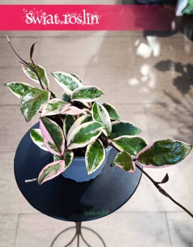 Hoya Flamingo Dream dostępna online w sklepie z roślinami doniczkowymi, Hoya Flamingo Dream