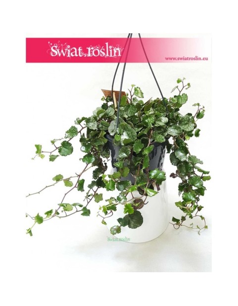 Senecio Mikanoides, Senecio Mikanioides, Starzec Mikanoides, Starzec Mikanioides, Senecio Mikanoides Magic Marble, Senecio