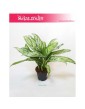 Aglaonema Silver Queen, Aglonema Silver Queen 1