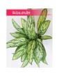 Aglaonema Silver Queen, Aglonema Silver Queen 2