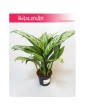 Aglaonema Silver Queen, Aglonema Silver Queen 4
